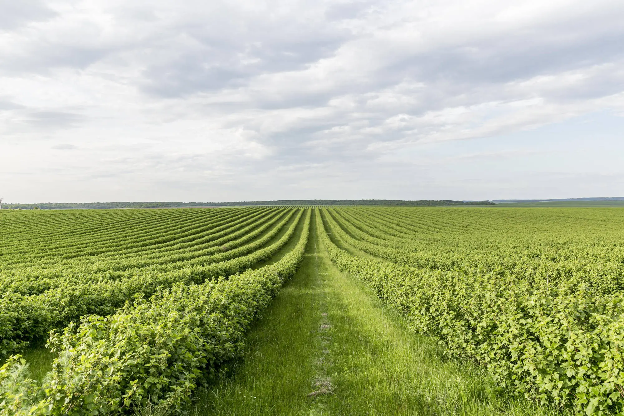 Vista del campo agrícola MALGI GRUPO